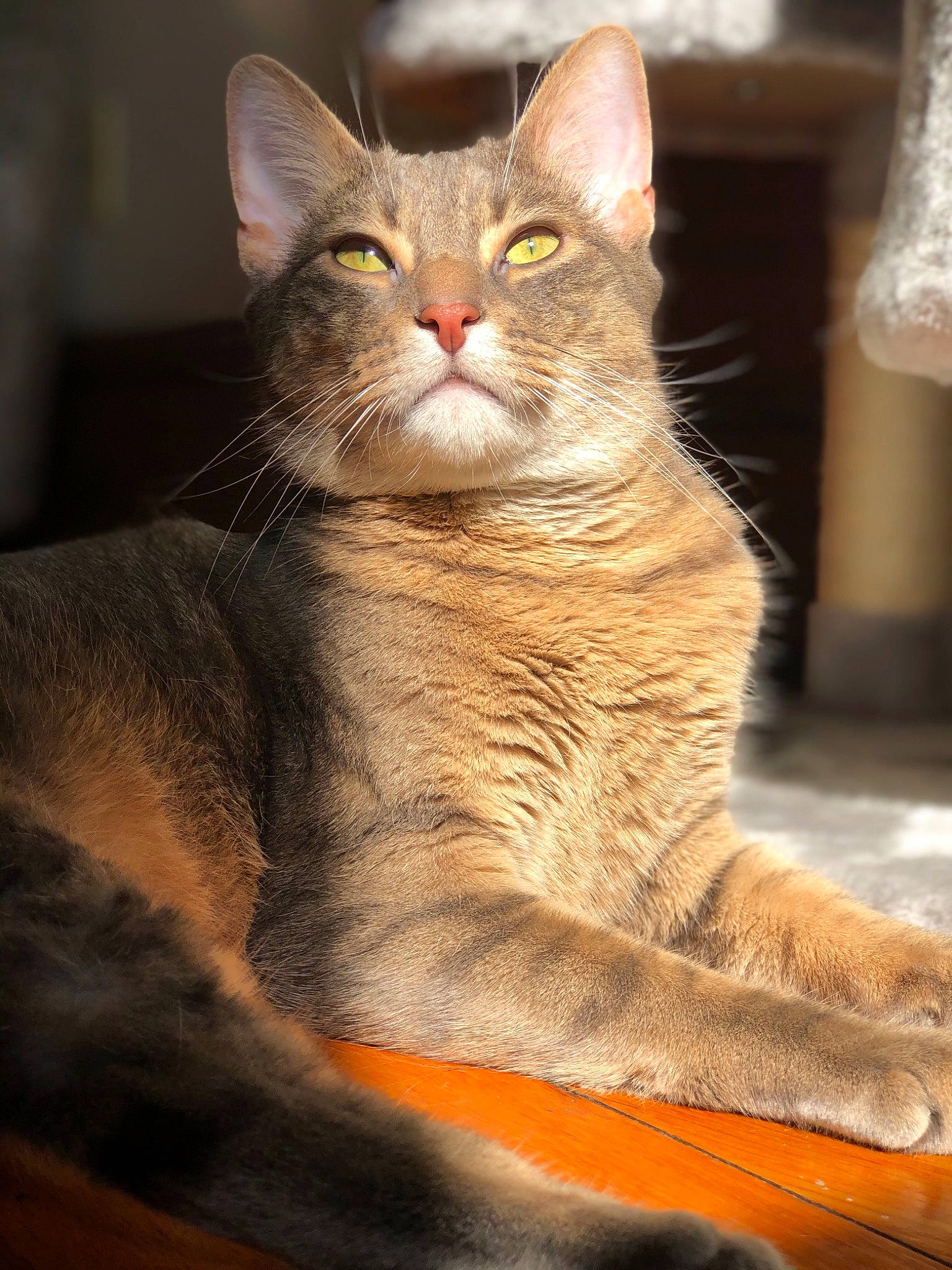 Milo joined the competition — help win amazing prizes! carnivore, cat, cat_supply, domestic_short_haired_cat, fawn, felidae, fur, small_to_medium_sized_cats, snout, tail, terrestrial_animal, whiskers, wildlife, window