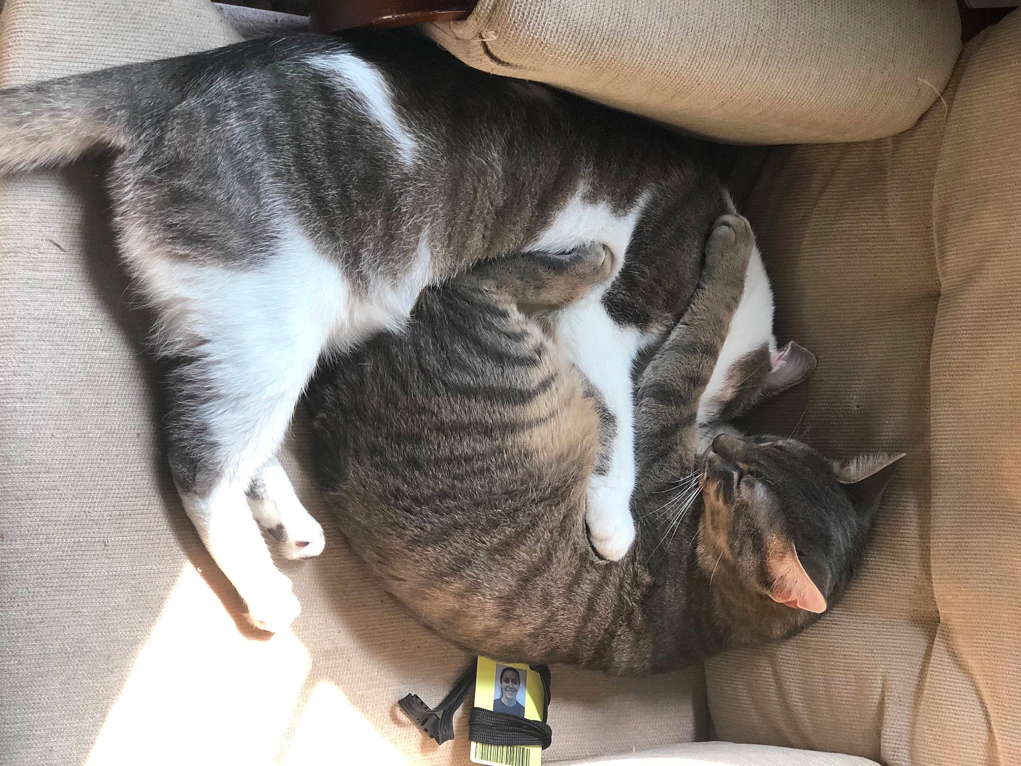 Milo is registered to the contest to win money with this photo: bottle, carnivore, cat, claw, comfort, domestic_short_haired_cat, felidae, flooring, fur, grey, nap, paw, sleep, small_to_medium_sized_cats, snout, tail, whiskers