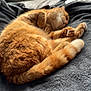 cat, orange_cat, sleeping, curled_up, fur, paw, blanket, bed, cozy, resting, indoor, pet, animal, cute, feline, soft, relaxed, tail, whiskers, comfort