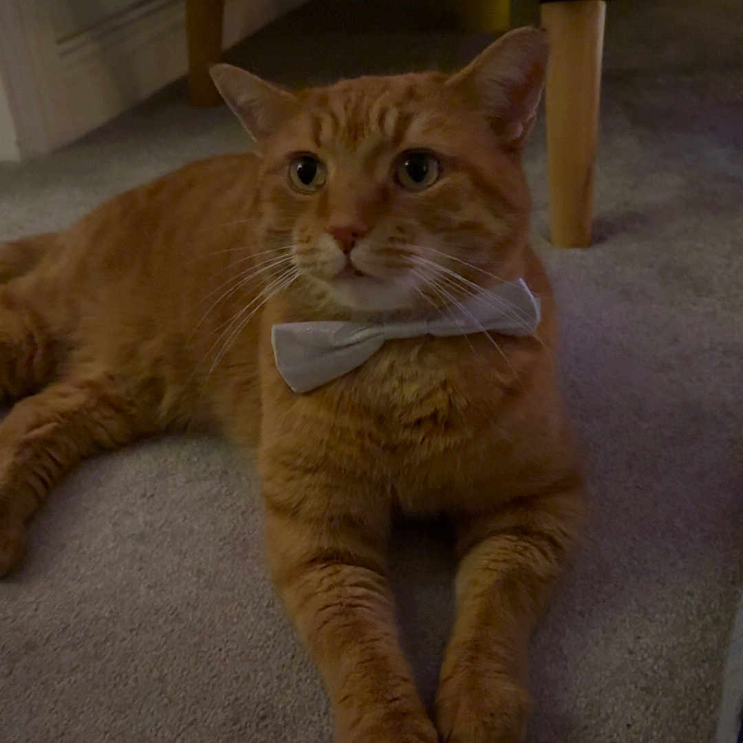 Simba is registered to the contest to win money with this photo: alert, animal, bow_tie, carpet, cat, companion, cute, cute_pet, domestic_cat, ears, feline, household, indoor, mammal, orange_tabby, paws, pet, relaxed, resting, whiskers