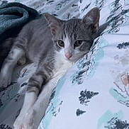 Gojo is registered to the contest to win money with this photo: kitten, cat, gray, white, bed, blanket, pillow, resting, indoor, pet, animal, cute, fur, domestic, sleepy, cozy, soft, young, relaxed, patterned