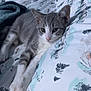 kitten, cat, gray, white, bed, blanket, pillow, resting, indoor, pet, animal, cute, fur, domestic, sleepy, cozy, soft, young, relaxed, patterned