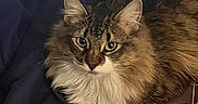 Rex joined the competition — help win amazing prizes! animal, bed, blanket, cat, comfort, cozy, cute, domestic, ears, eyes, feline, fluffy, fur, indoor, pet, relaxed, resting, sleepy, tabby, whiskers