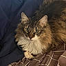 animal, bed, blanket, cat, comfort, cozy, cute, domestic, ears, eyes, feline, fluffy, fur, indoor, pet, relaxed, resting, sleepy, tabby, whiskers