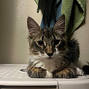 Rex is registered to the contest to win money with this photo: animal, cat, closeup, curious, cute, domestic, ears, eyes, fabric, face, feline, fur, indoor, pet, portrait, relaxed, resting, tabby, towel, whiskers