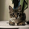 animal, cat, closeup, curious, cute, domestic, ears, eyes, fabric, face, feline, fur, indoor, pet, portrait, relaxed, resting, tabby, towel, whiskers