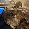 Rex is registered to the contest to win money with this photo: animal, bed, blanket, cat, companion, cozy, curious, dog, domestic, fur, furniture, home, indoor, laptop, mirror, pattern, pet, relaxed, resting, soft