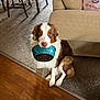 dog, brown_and_white, sitting, holding_bowl, blue_bowl, carpet, couch, living_room, wooden_chair, hardwood_floor, pet, cute, indoor, waiting, animal, fur, domestic, eyes, ears, nose