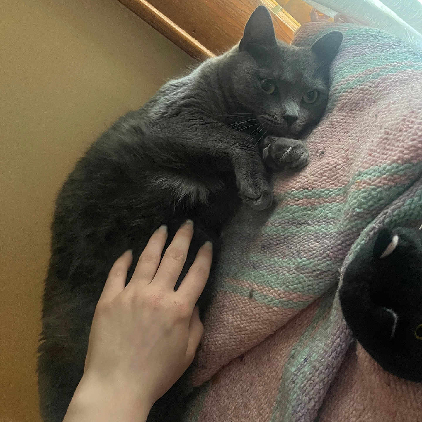 Sally is registered to the contest to win money with this photo: abyssinian, animal, blackcat, blanket, bodypart, cat, couch, finger, furniture, hand, homedecor, indoors, interiordesign, kitten, manx, person, pet, quilt, towel, wood