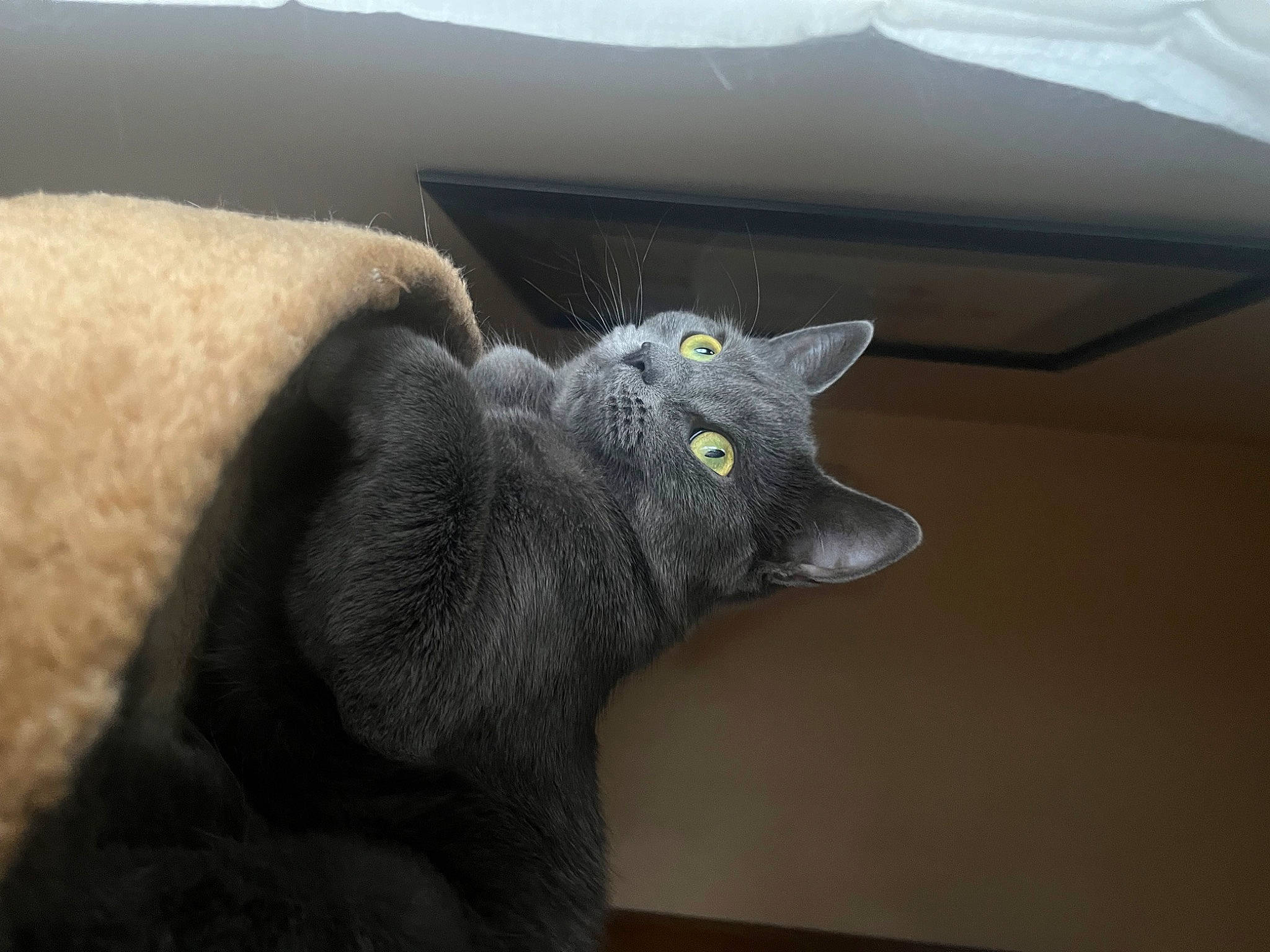 Sally joined the competition — help win amazing prizes! carnivore, cat, comfort, domestic_short_haired_cat, ear, felidae, fur, grey, russian_blue, small_to_medium_sized_cats, snout, tail, vertebrate, whiskers, window