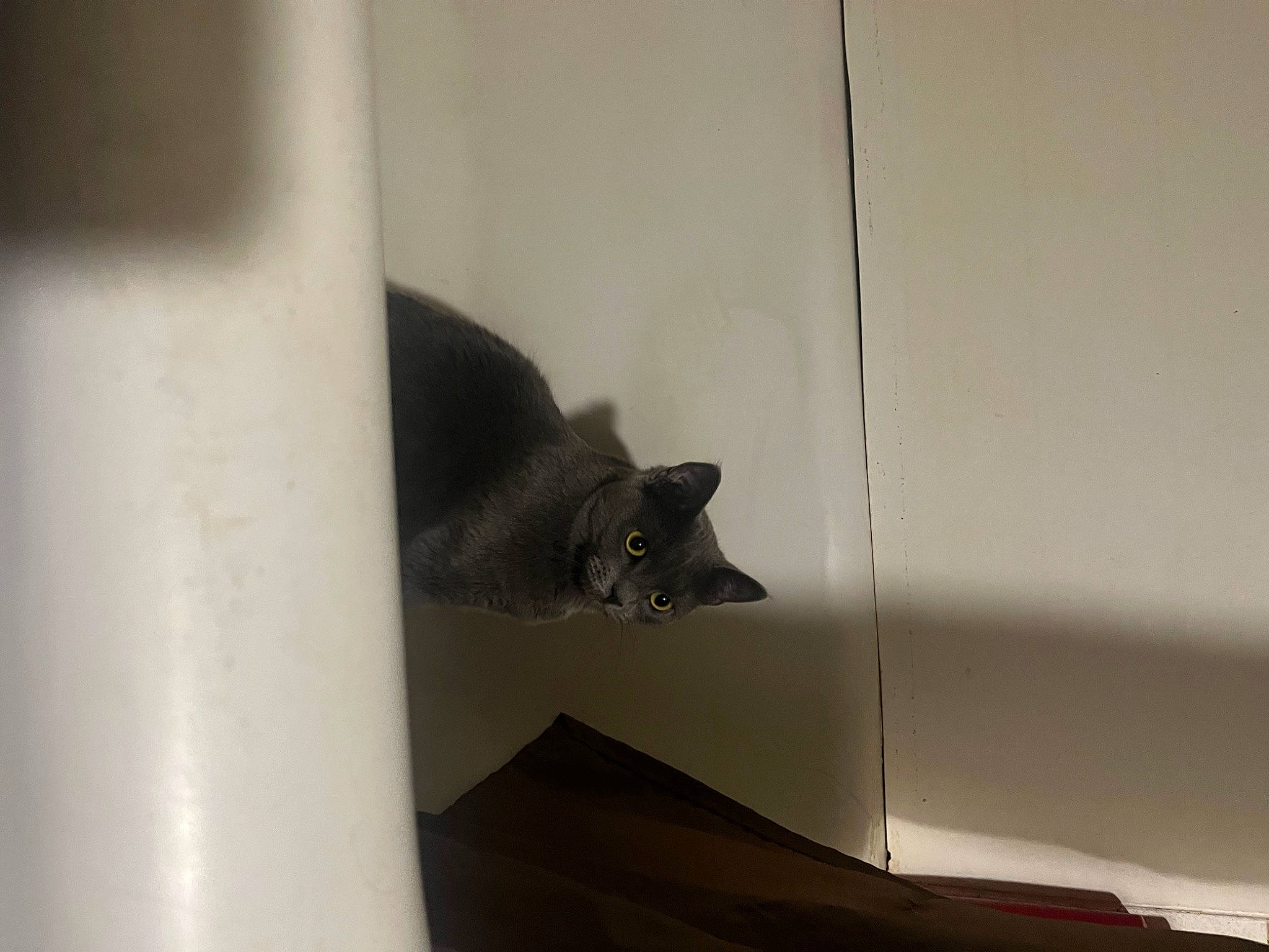 Sally is registered to the contest to win money with this photo: black_cat, bombay, carnivore, cat, domestic_short_haired_cat, felidae, flooring, fur, hardwood, monochrome, monochrome_photography, room, small_to_medium_sized_cats, snout, tail, tints_and_shades, whiskers, window, wood