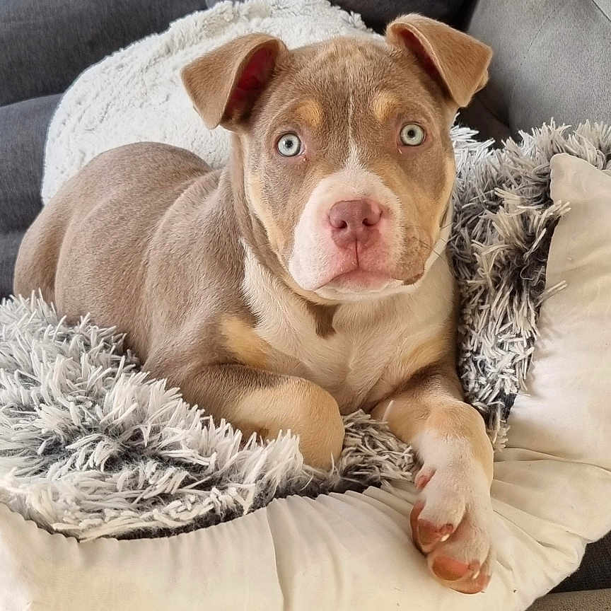 Vayko