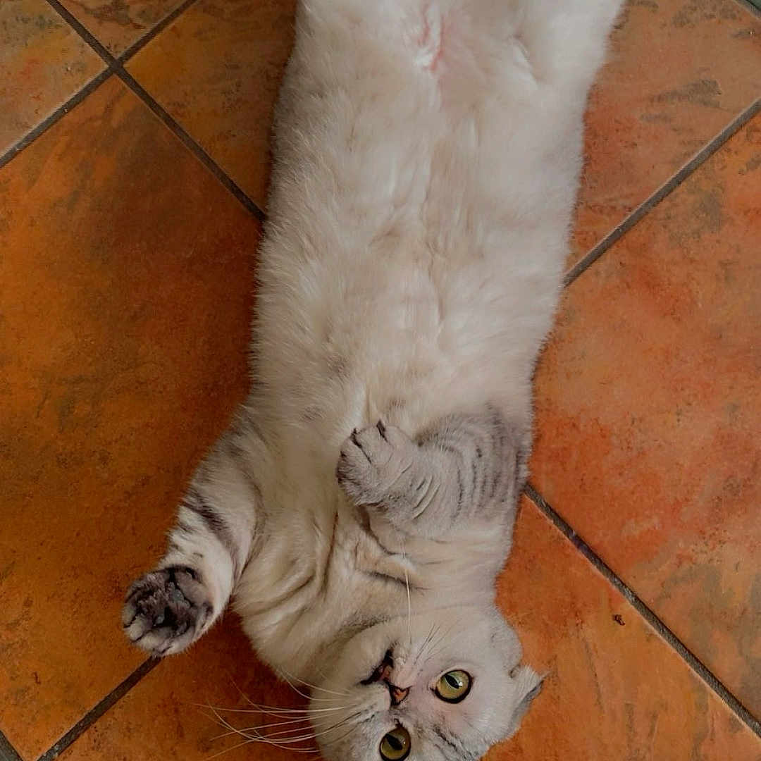 Dochii joined the competition — help win amazing prizes! abyssinian, accessories, angora, animal, cat, hardwood, herbal, indoors, kitten, manx, path, person, pet, siamese, slate, sleeping, strap, tile, walkway, wood