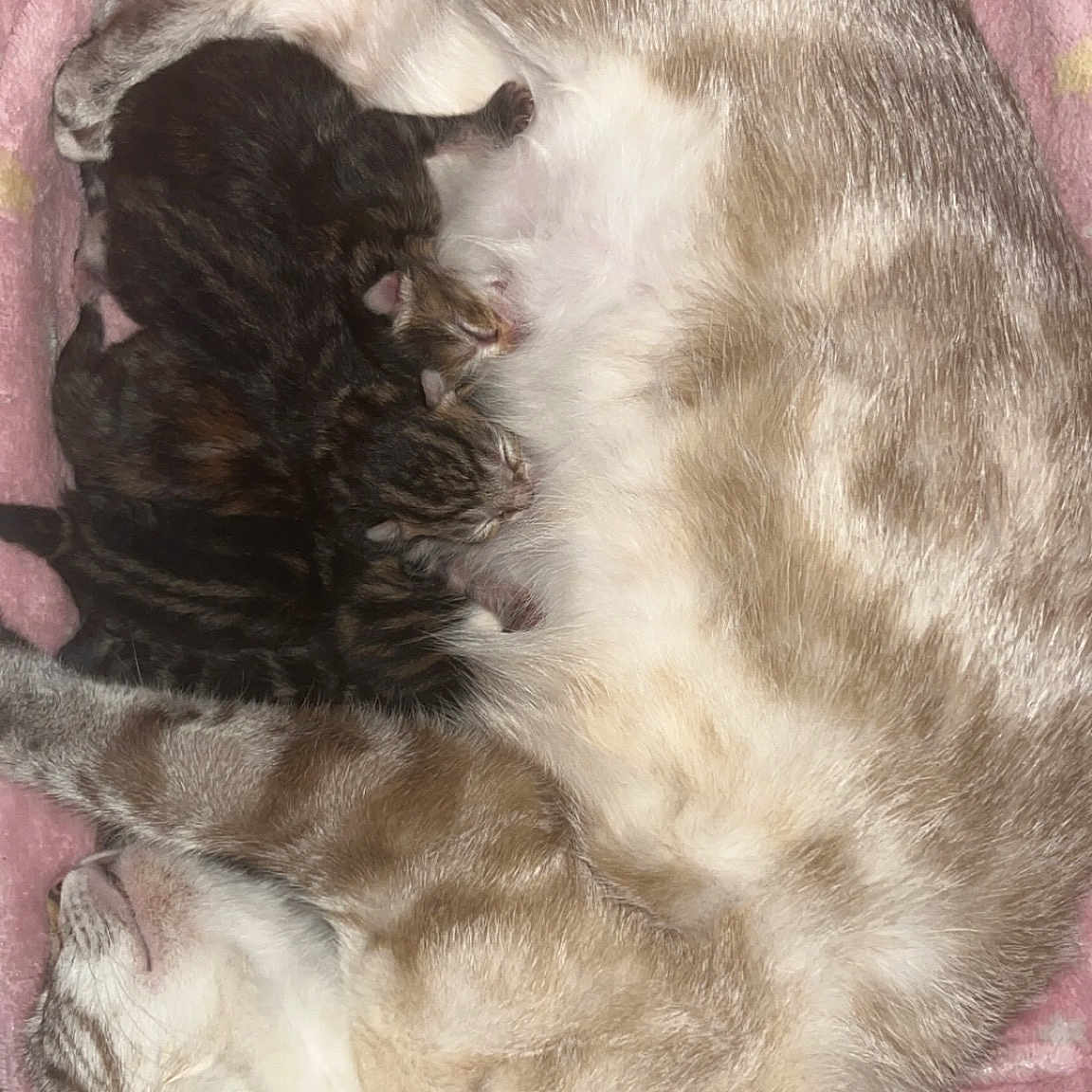 Bianca a rejoint le concours — aidez-le/la à gagner de superbes lots ! carnivore, cat, claw, comfort, companion_dog, dog_breed, domestic_short_haired_cat, fawn, felidae, fur, linens, liver, nap, paw, small_to_medium_sized_cats, snout, sporting_group, tail, terrestrial_animal, whiskers