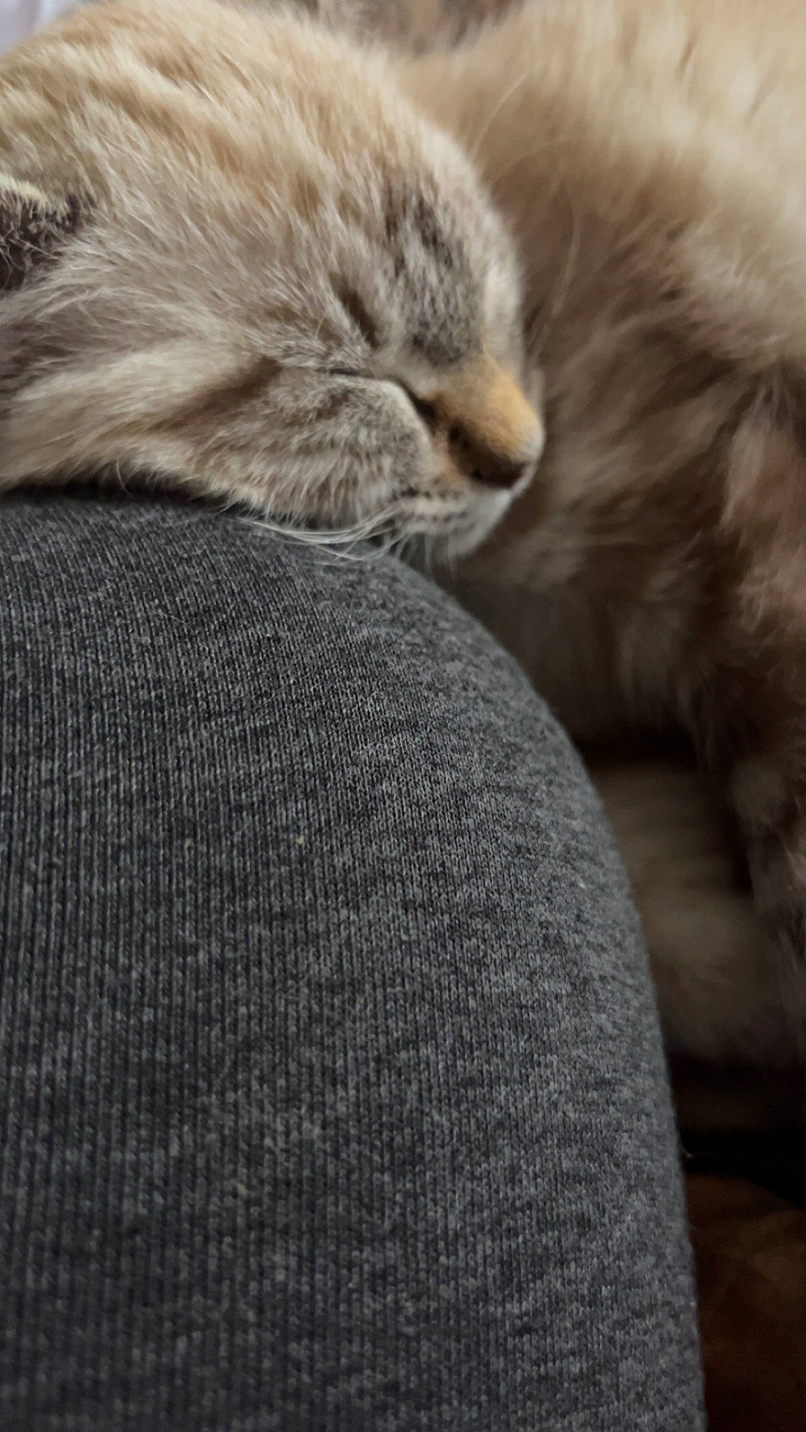 Bianca a rejoint le concours — aidez-le/la à gagner de superbes lots ! carnivore, cat, claw, comfort, felidae, fur, grey, paw, plant, primate, small_to_medium_sized_cats, snout, tail, terrestrial_animal, whiskers, wildlife