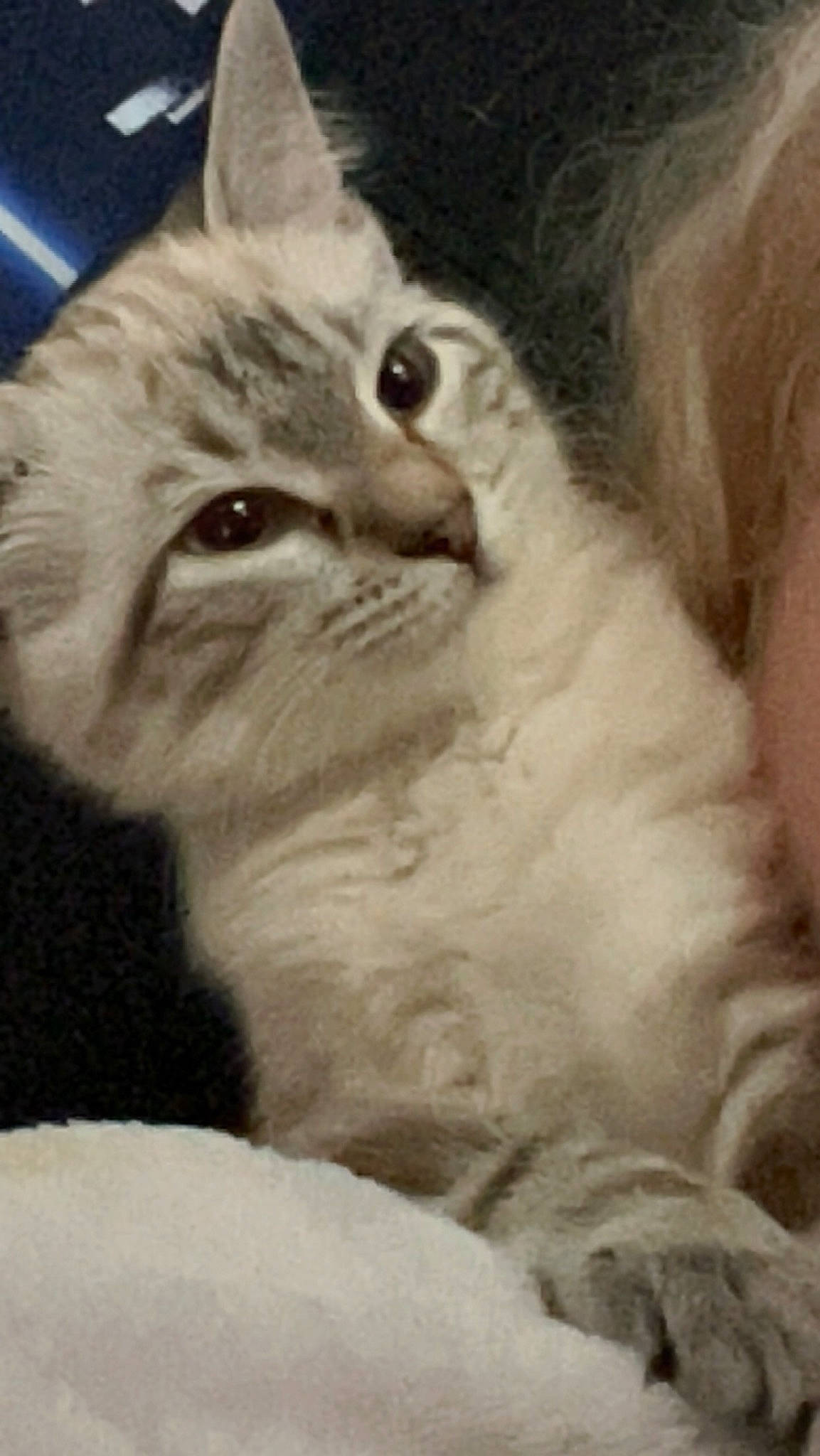 Bianca a rejoint le concours — aidez-le/la à gagner de superbes lots ! carnivore, cat, domestic_short_haired_cat, fang, felidae, fur, head, iris, monochrome, monochrome_photography, paw, plant, small_to_medium_sized_cats, snout, whiskers, window