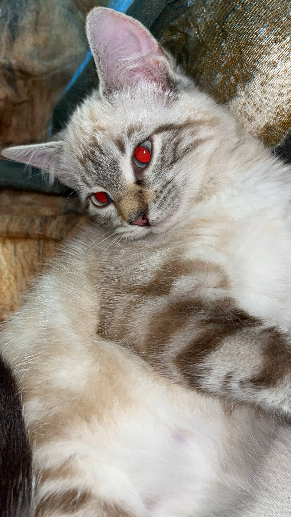 Bianca participe au concours pour gagner de l'argent avec cette photo : carnivore, cat, claw, comfort, domestic_short_haired_cat, fawn, felidae, fur, paw, small_to_medium_sized_cats, snout, tree, whiskers