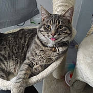 Bagheera a rejoint le concours — aidez-le/la à gagner de superbes lots ! cat, tabby, cat_tree, hammock, indoor, pet, feline, tongue_out, scratching_post, toy, relaxed, fur, collar, playful, comfortable, home, animal, cute, paw, resting