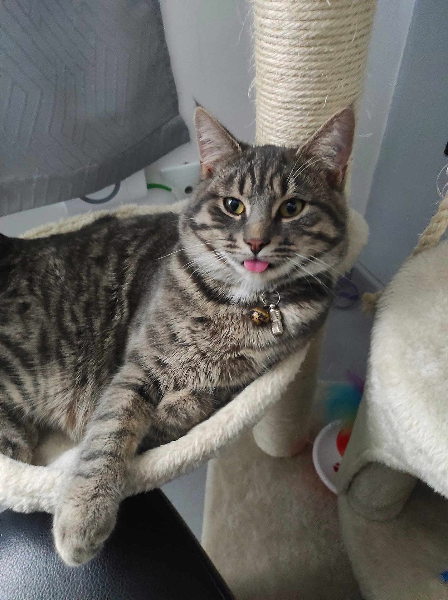 Bagheera a rejoint le concours — aidez-le/la à gagner de superbes lots ! cat, tabby, cat_tree, hammock, indoor, pet, feline, tongue_out, scratching_post, toy, relaxed, fur, collar, playful, comfortable, home, animal, cute, paw, resting