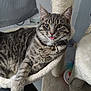 Bagheera participe au concours pour gagner de l'argent avec cette photo : cat, tabby, cat_tree, hammock, indoor, pet, feline, tongue_out, scratching_post, toy, relaxed, fur, collar, playful, comfortable, home, animal, cute, paw, resting