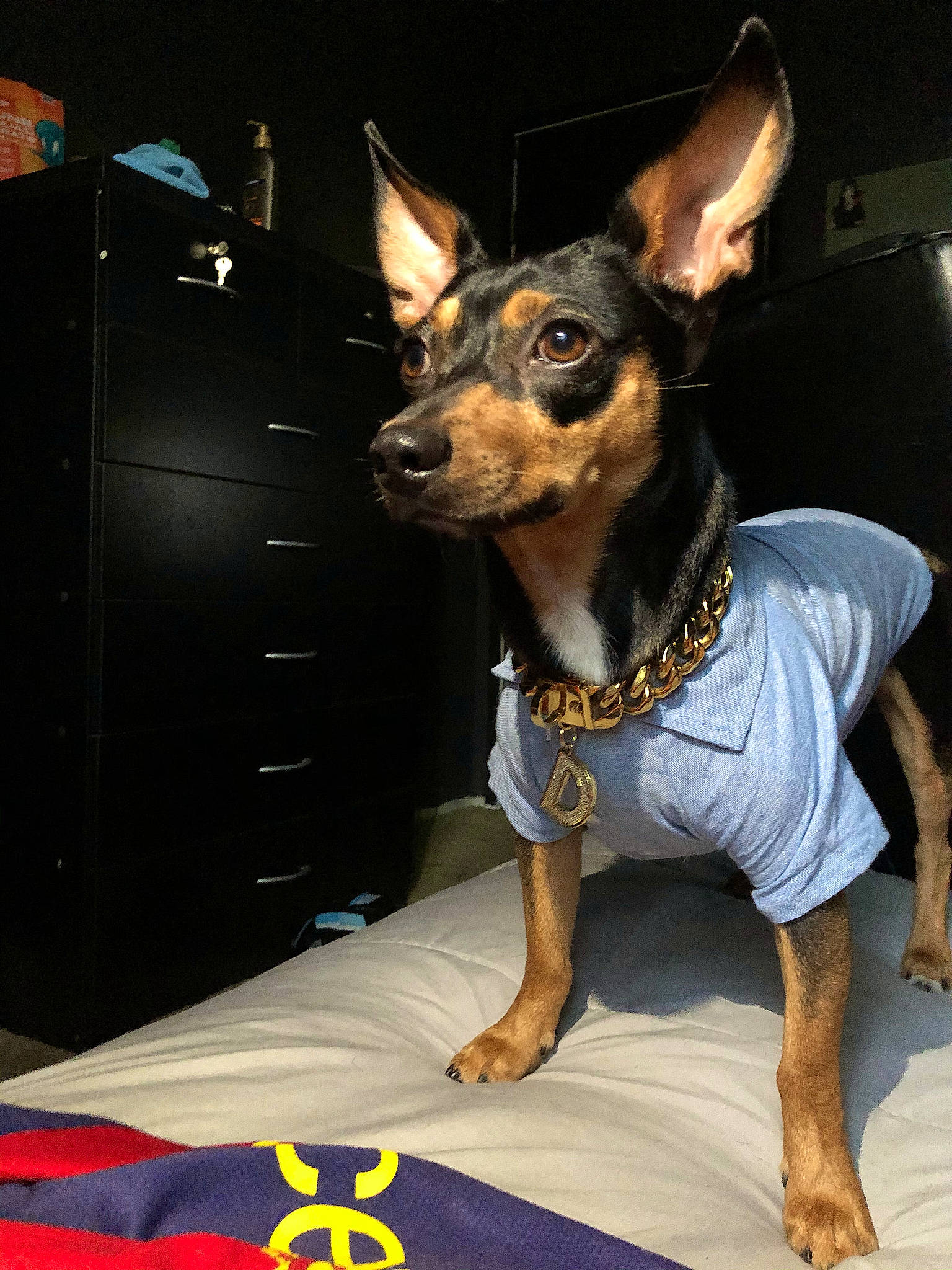 Duke joined the competition — help win amazing prizes! cabinetry, canidae, carnivore, chest_of_drawers, collar, companion_dog, dog, dog_breed, dog_supply, drawer, ear, fawn, guard_dog, prazsky_krysarik, snout, sporting_group, toy_dog, whiskers, working_animal, working_dog