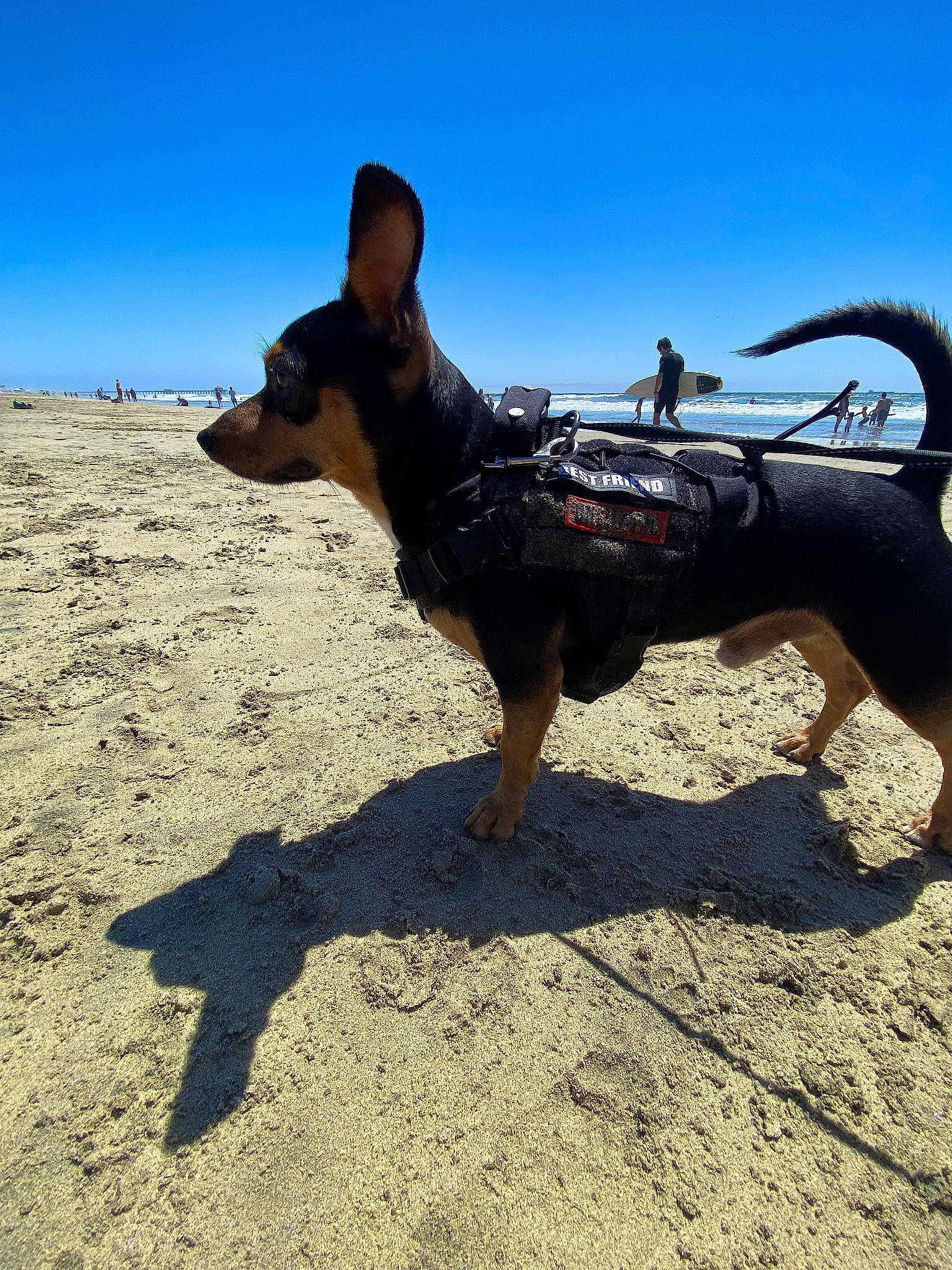 Duke joined the competition — help win amazing prizes! beach, canidae, carnivore, collar, companion_dog, dog, dog_breed, dog_supply, fawn, guard_dog, herding_dog, landscape, leash, pet_supply, shadow, sky, snout, sporting_group, working_animal, working_dog