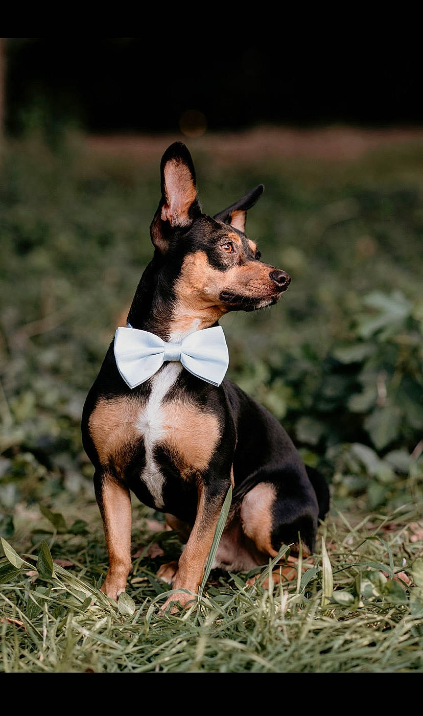 Duke is registered to the contest to win money with this photo: canidae, carnivore, companion_dog, dobermann, dog, dog_breed, dog_sports, dog_supply, fawn, hound, non_sporting_group, snout, sporting_group, tail, terrestrial_animal, terrier, toy_dog, whiskers, working_animal, working_dog