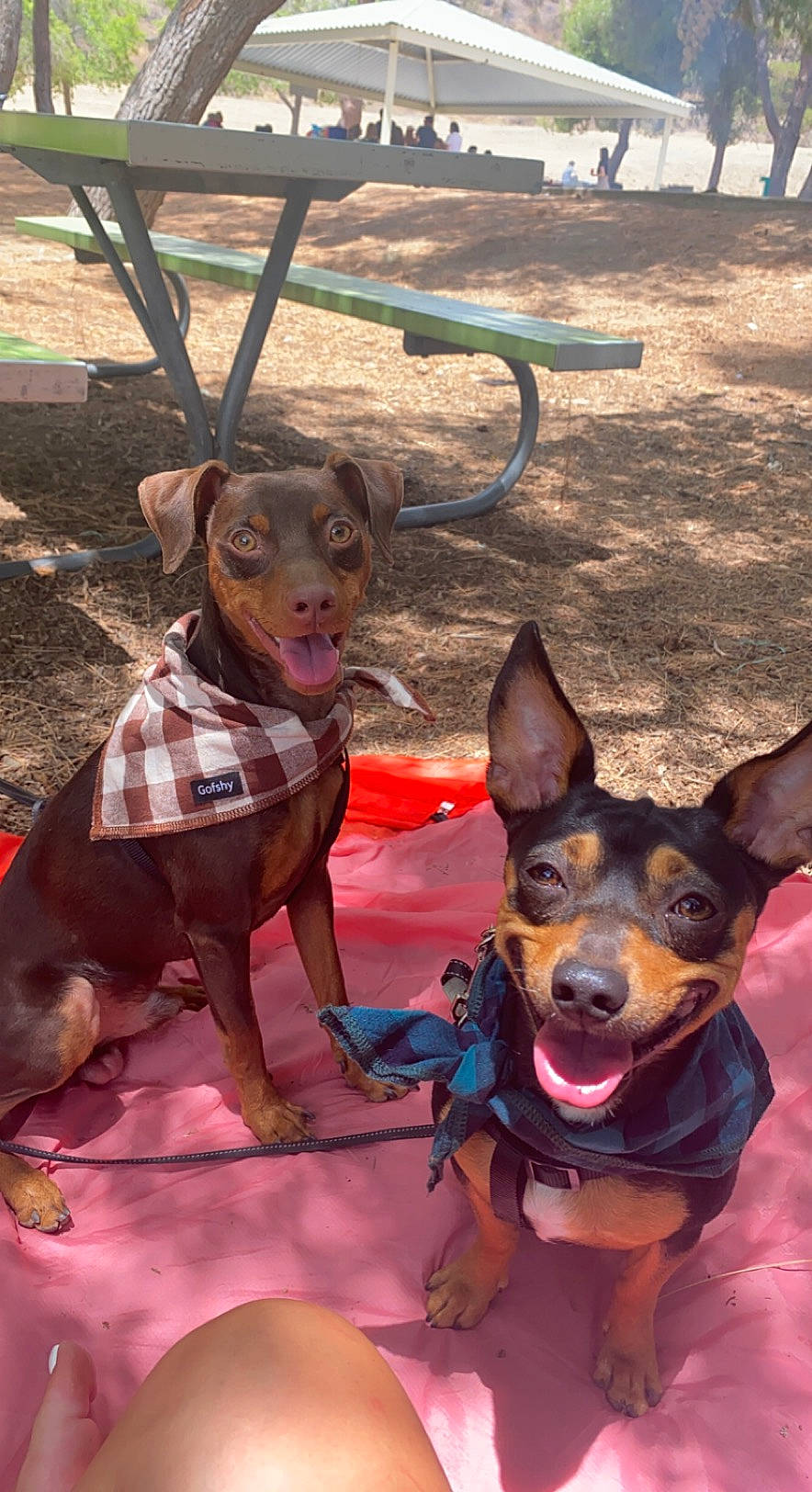 Duke joined the competition — help win amazing prizes! brown, canidae, carnivore, collar, companion_dog, dog, dog_breed, dog_supply, fawn, guard_dog, hunting_dog, liver, pet_supply, pinscher, prazsky_krysarik, snout, sporting_group, toy_dog, working_animal, working_dog