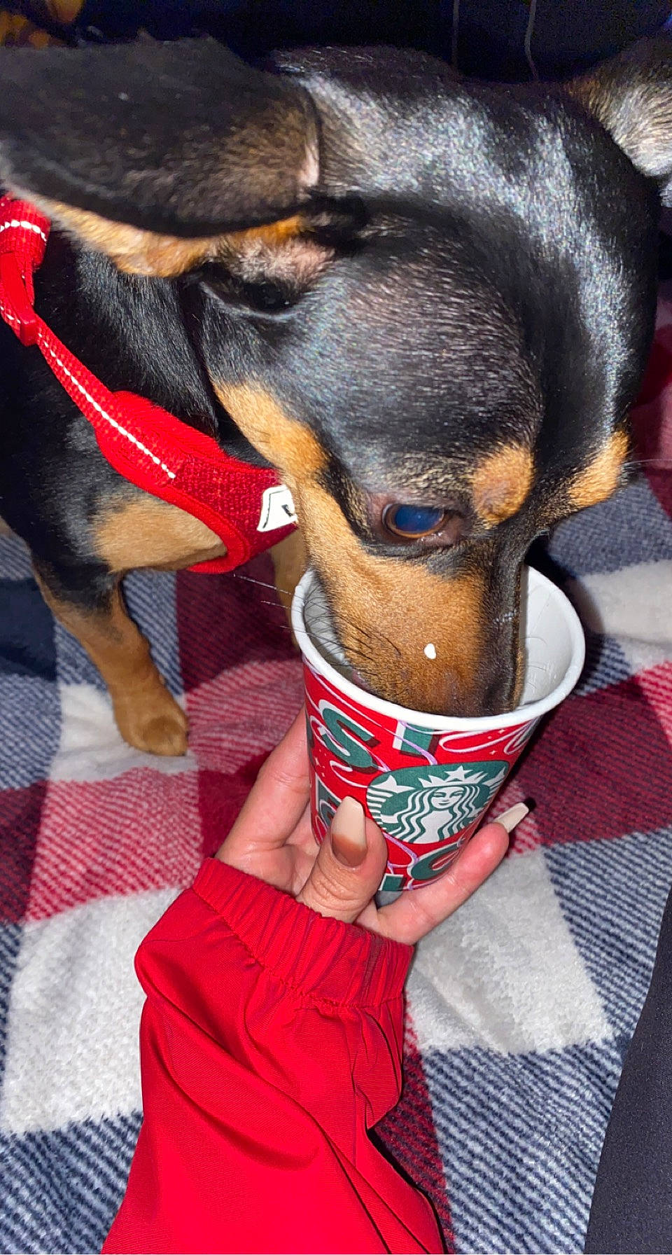 Duke joined the competition — help win amazing prizes! canidae, carnivore, collar, companion_dog, dog, dog_breed, dog_collar, dog_supply, fashion_accessory, foot, guard_dog, human_leg, pattern, pet_supply, rottweiler, sporting_group, thigh, working_animal, working_dog, wrist