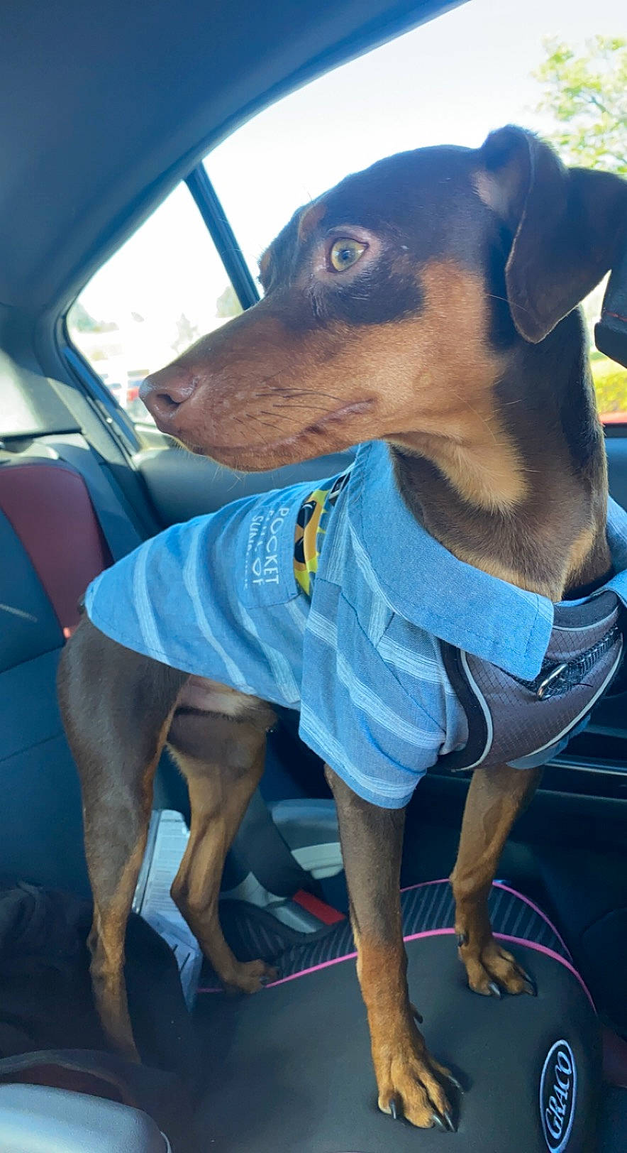 Turbo joined the competition — help win amazing prizes! active_tank, canidae, carnivore, collar, companion_dog, dog, dog_breed, dog_clothes, dog_collar, dog_supply, fawn, hound, pet_supply, rampur_greyhound, sleeve, snout, sporting_group, sportswear, whiskers, working_animal