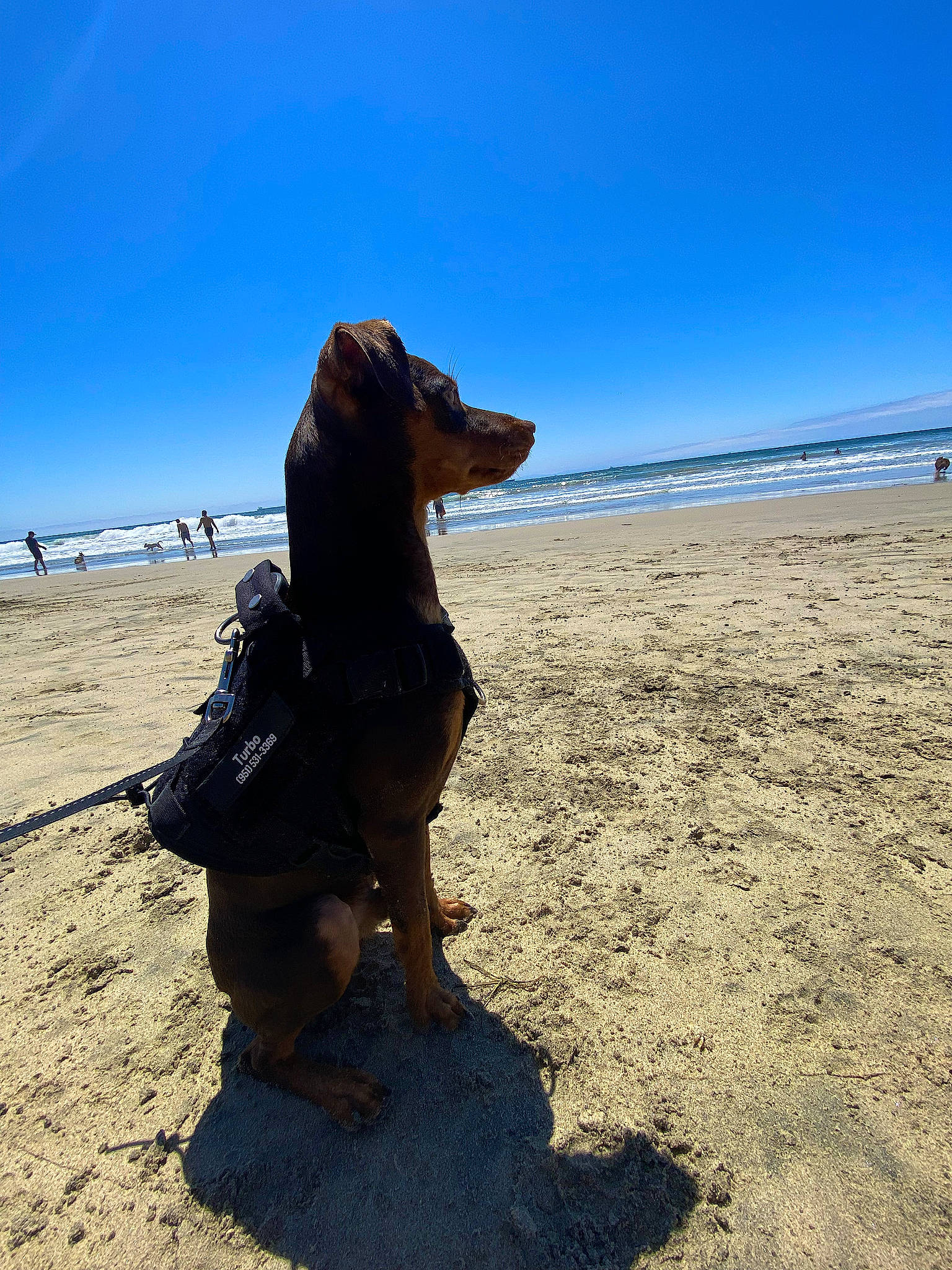 Turbo is registered to the contest to win money with this photo: beach, carnivore, cloud, companion_dog, dog, dog_breed, fawn, guard_dog, horizon, landscape, leisure, ocean, sand, sky, sporting_group, water, wave, wind_wave, wood, working_animal