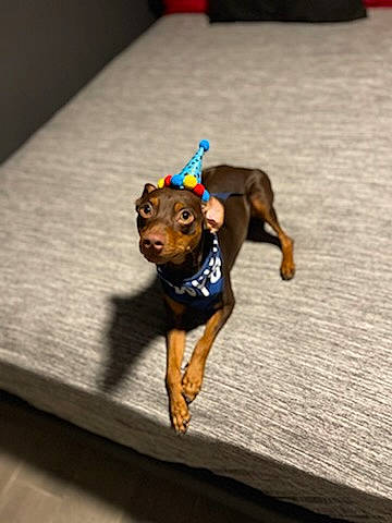 Turbo is registered to the contest to win money with this photo: canidae, carnivore, companion_dog, dog, dog_breed, dog_collar, dog_supply, fawn, flooring, hardwood, liver, paw, pet_supply, snout, sporting_group, table, tail, toy_dog, wood, working_animal