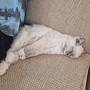 Flump joined the competition — help win amazing prizes! cat, sleeping, fluffy, white_cat, couch, furniture, pet, relaxation, cozy, indoor, resting, cute, domestic_animal, animal, paw, fur, home, comfort, quiet, peaceful