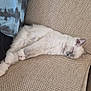 cat, sleeping, fluffy, white_cat, couch, furniture, pet, relaxation, cozy, indoor, resting, cute, domestic_animal, animal, paw, fur, home, comfort, quiet, peaceful
