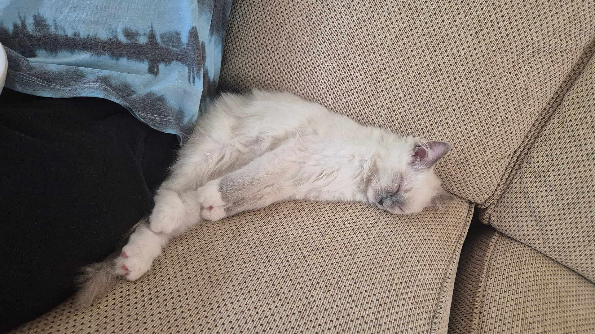 Flump joined the competition — help win amazing prizes! cat, sleeping, fluffy, white_cat, couch, furniture, pet, relaxation, cozy, indoor, resting, cute, domestic_animal, animal, paw, fur, home, comfort, quiet, peaceful