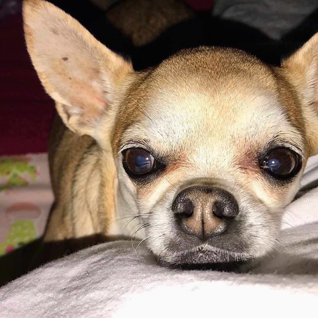 Daisy joined the competition — help win amazing prizes! animal, brown_fur, chihuahua, close_up, cozy, cute, dog, ears, face, fur, indoor, looking, lying_down, nose, pet, portrait, resting, small_dog, whiskers, white_fur