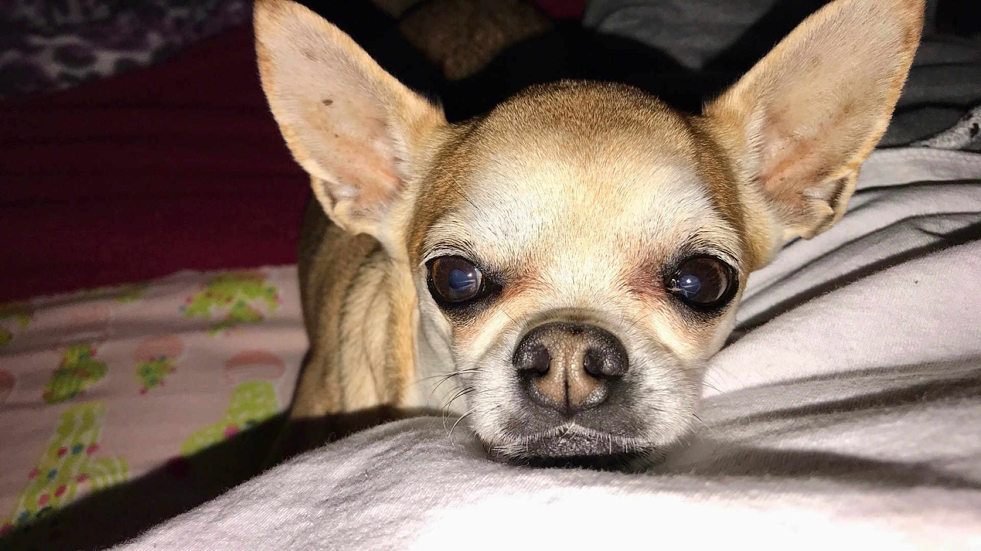 Daisy joined the competition — help win amazing prizes! dog, chihuahua, close_up, pet, animal, ears, face, indoor, resting, fur, cute, small_dog, portrait, whiskers, nose, brown_fur, white_fur, looking, lying_down, cozy