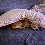 Daisy is registered to the contest to win money with this photo: dog, blanket, bed, purple, quilt, sleeping, resting, cozy, indoor, pet, small_dog, fur, cute, animal, comfort, lying_down, soft, relaxed, home, quiet