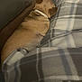 Daisy is registered to the contest to win money with this photo: dog, tan_dog, small_dog, sleeping, blanket, plaid, cozy, indoor, pet, resting, couch, comfort, animal, fur, collar, side_view, warm, relaxing, domestic, companion