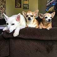 Daisy joined the competition — help win amazing prizes! dog, chihuahua, white_dog, couch, living_room, pet, animal, relaxed, indoor, brown_couch, blanket, decor, portrait, three_dogs, ears, paw, furniture, resting, canine, domestic_animal