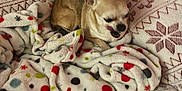 Daisy is registered to the contest to win money with this photo: dog, chihuahua, blanket, fleece, patterned_blanket, cozy, small_dog, indoor, pet, fur, animal, resting, brown_dog, cute, sleepy, couch, fabric, texture, domestic, relaxed