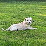 Creed joined the competition — help win amazing prizes! dog, grass, greenery, outdoor, pet, animal, canine, lying_down, nature, field, flora, summer, daylight, relaxed, white_flower, mammal, fur, watching, peaceful, park