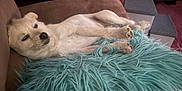 Creed joined the competition — help win amazing prizes! dog, white_dog, couch, pillow, fluffy_pillow, living_room, relaxed, pet, indoor, fur, resting, sleepy, animal, cozy, furniture, brown_couch, quiet, home, paw, laying_down
