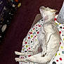 dog, white_dog, sleeping, blanket, polka_dot, indoor, carpet, plush_toys, living_room, relaxed, pet, fur, cozy, resting, paw, side_view, soft_texture, home, animal, companion