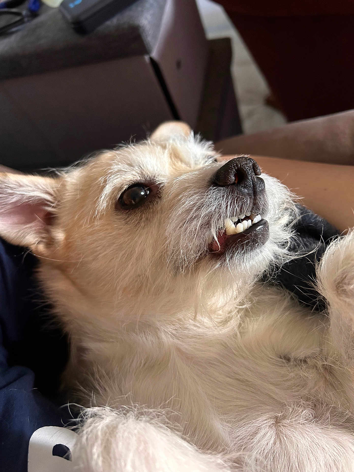 Creed is registered to the contest to win money with this photo: dog, closeup, teeth, fur, nose, pet, animal, lying_down, cute, expression, whiskers, ears, relaxed, indoor, light, portrait, muzzle, canine, fluffy, smile