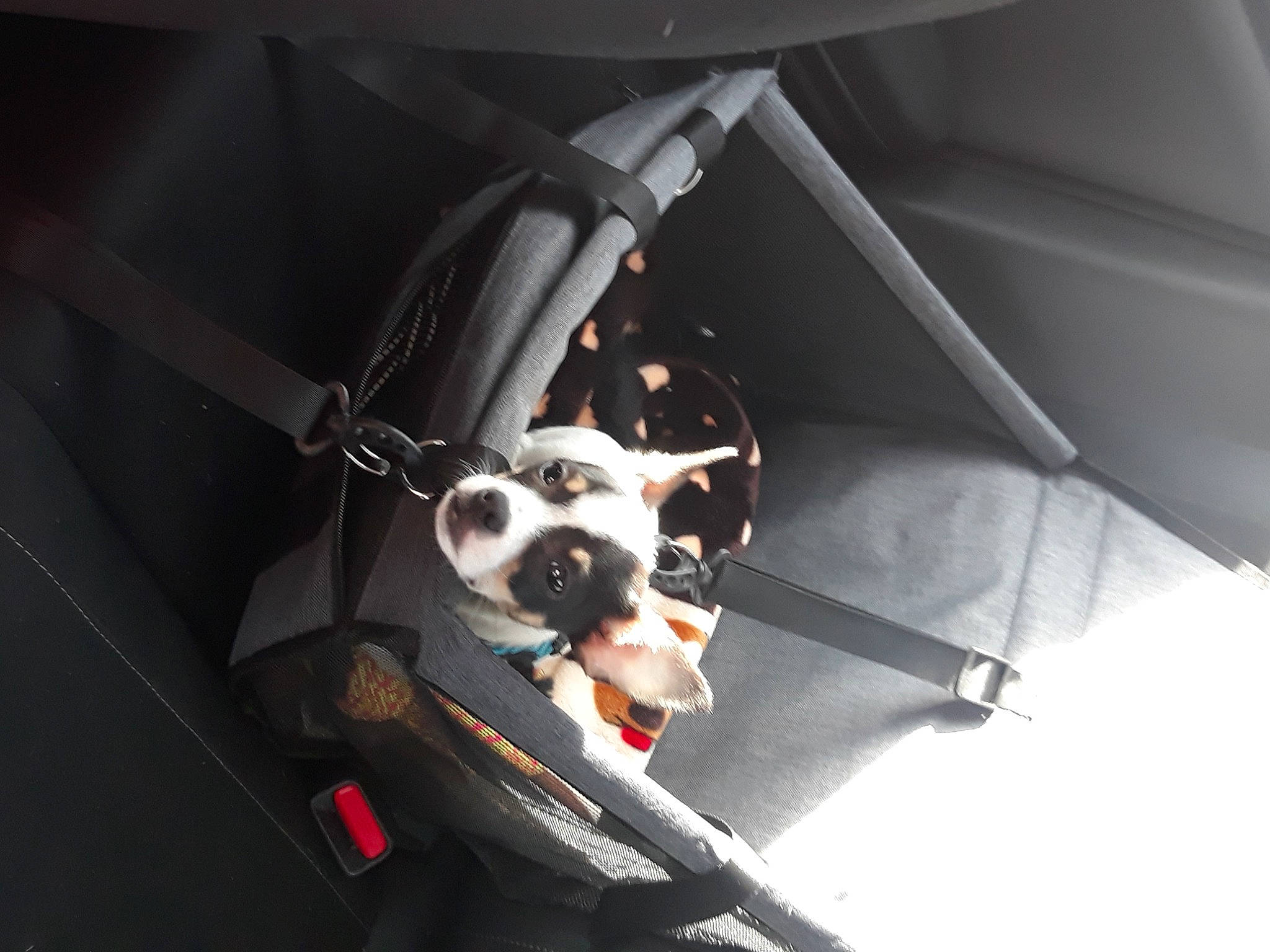 Diego is registered to the contest to win money with this photo: auto_part, automotive_design, automotive_exterior, automotive_lighting, automotive_mirror, automotive_window_part, bumper, carnivore, dog, dog_breed, eyewear, goggles, hood, motor_vehicle, personal_luxury_car, steering_wheel, sunglasses, vehicle, vehicle_door, windshield