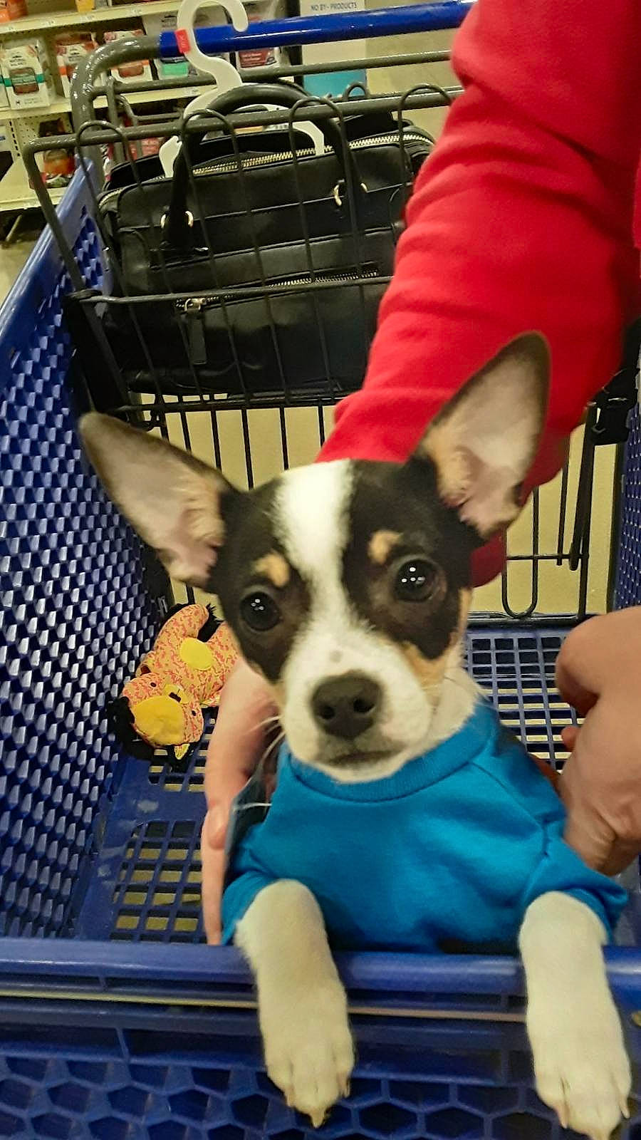 Diego is registered to the contest to win money with this photo: bag, canidae, carnivore, chair, comfort, companion_dog, dog, dog_breed, dog_supply, fawn, non_sporting_group, pet_supply, puppy, snout, sporting_group, toy_dog, working_animal, working_dog