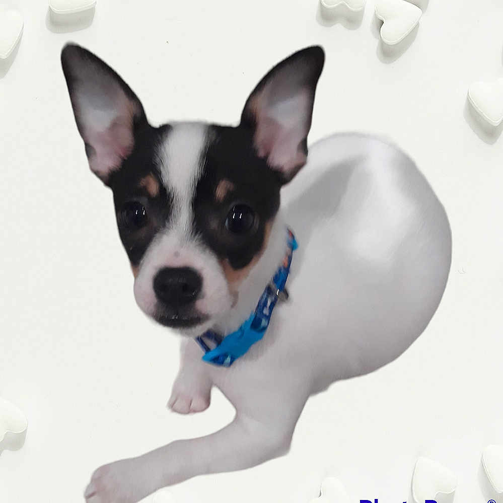 Diego joined the competition — help win amazing prizes! canidae, carnivore, chihuahua, collar, companion_dog, corgi_chihuahua, dog, dog_breed, dog_collar, dog_supply, electric_blue, fawn, fur, non_sporting_group, puppy, snout, sporting_group, toy_dog, whiskers, working_animal