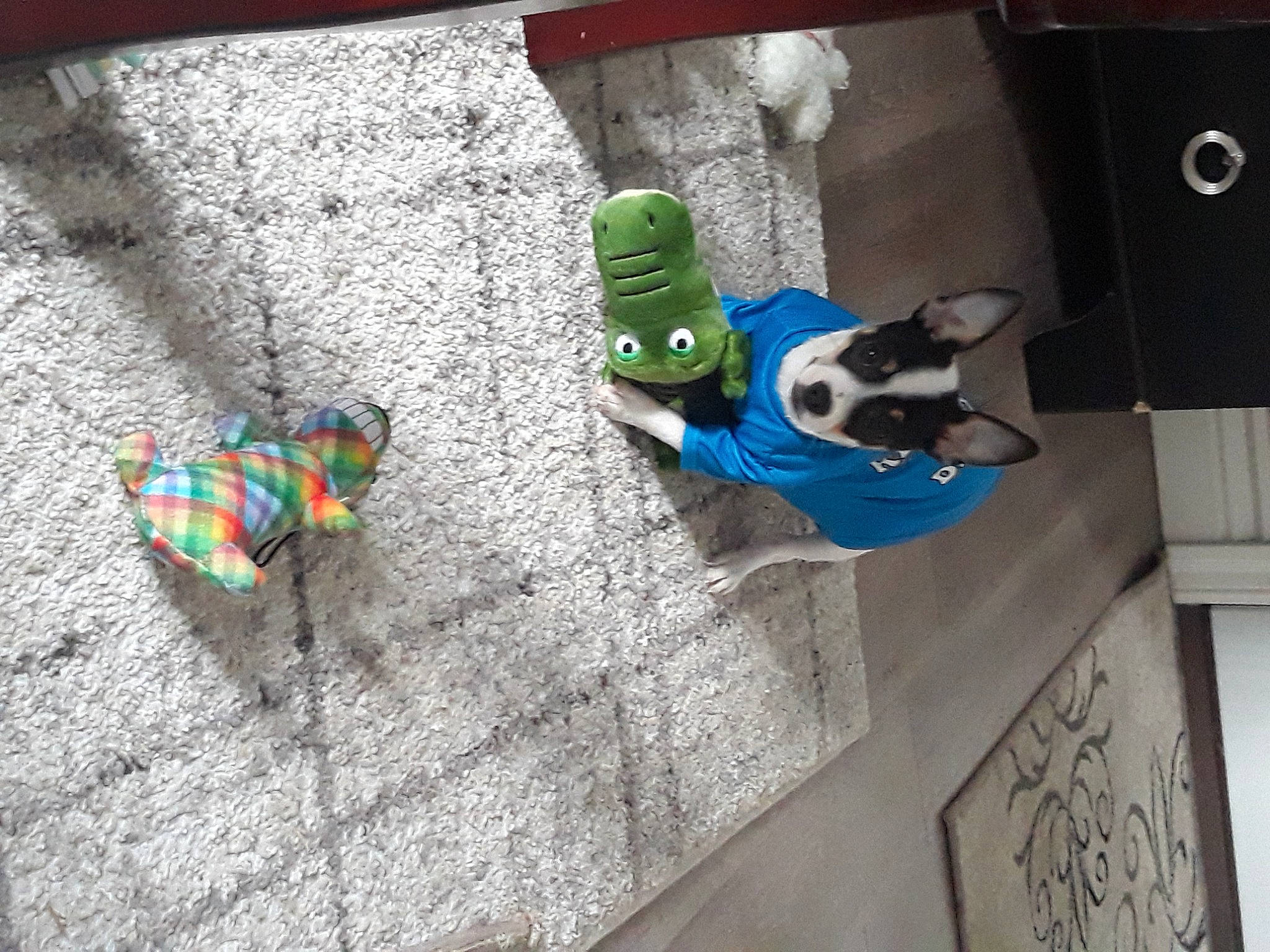 Diego is registered to the contest to win money with this photo: art, electric_blue, eyewear, fashion_accessory, fictional_character, floor, flooring, goggles, grass, linens, pattern, personal_protective_equipment, plastic, plush, road_surface, stuffed_toy, sunglasses, toy, visual_arts, wood