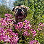 dog, pink_flowers, outdoor, nature, greenery, sunny, happy, tongue_out, pet, canine, flower_bed, summer, collar, close_up, flora, blue_sky, grass, leaf, animal, daylight